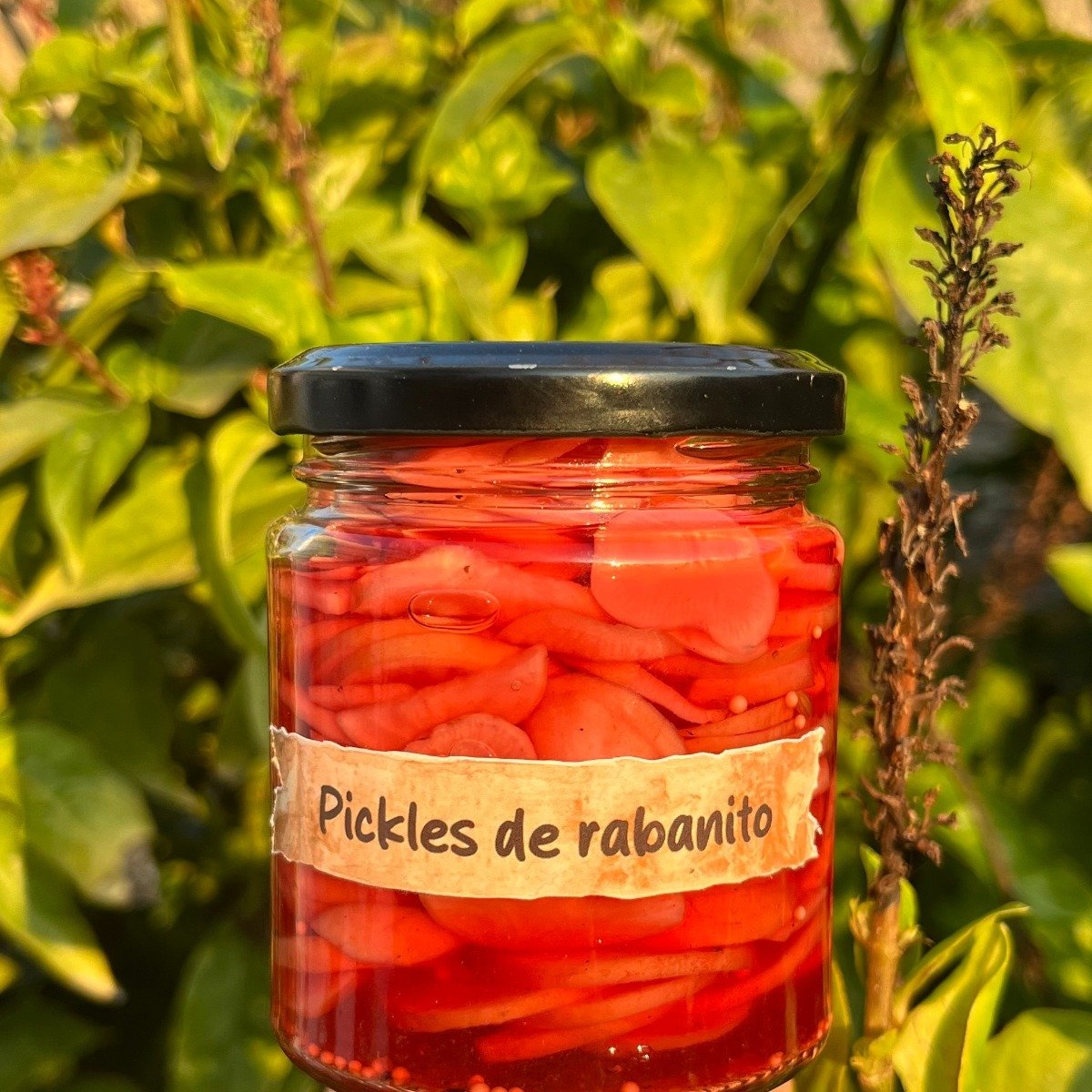 Pickles de rabanito