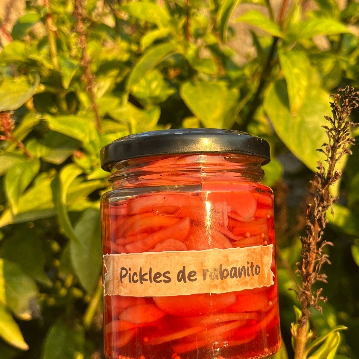 Pickles de rabanito
